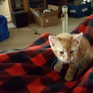 Meet your Posher, Lori